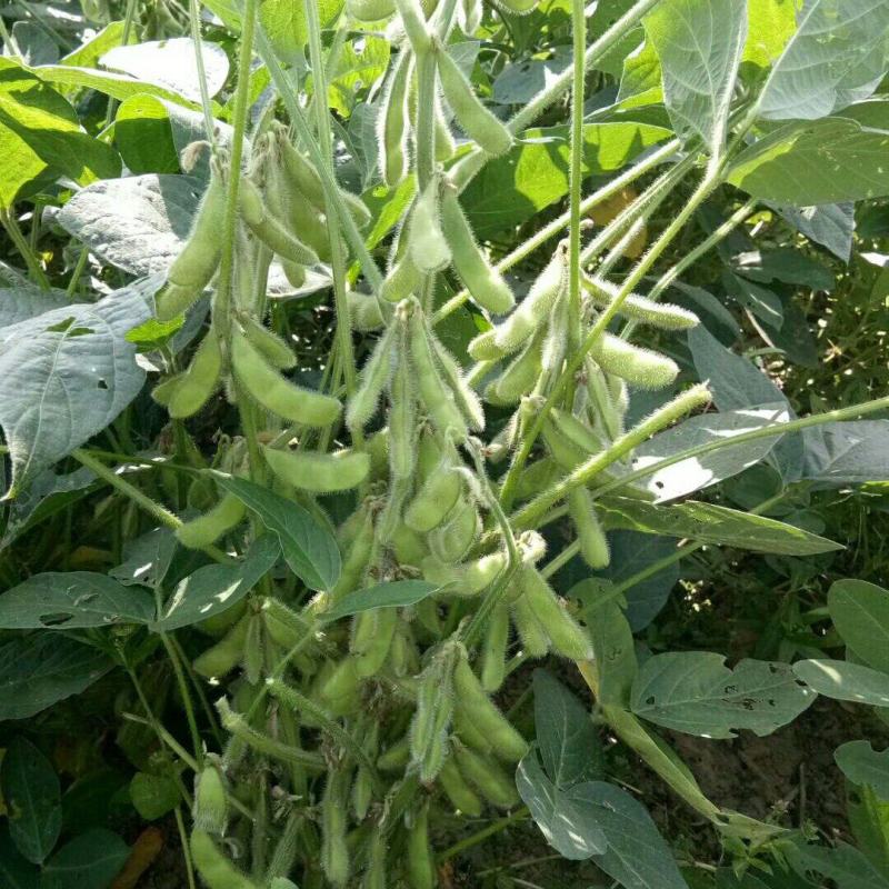 扶鲜3号毛豆种子高产抗病香甜柔糯大荚青豆毛豆种籽农家四季
