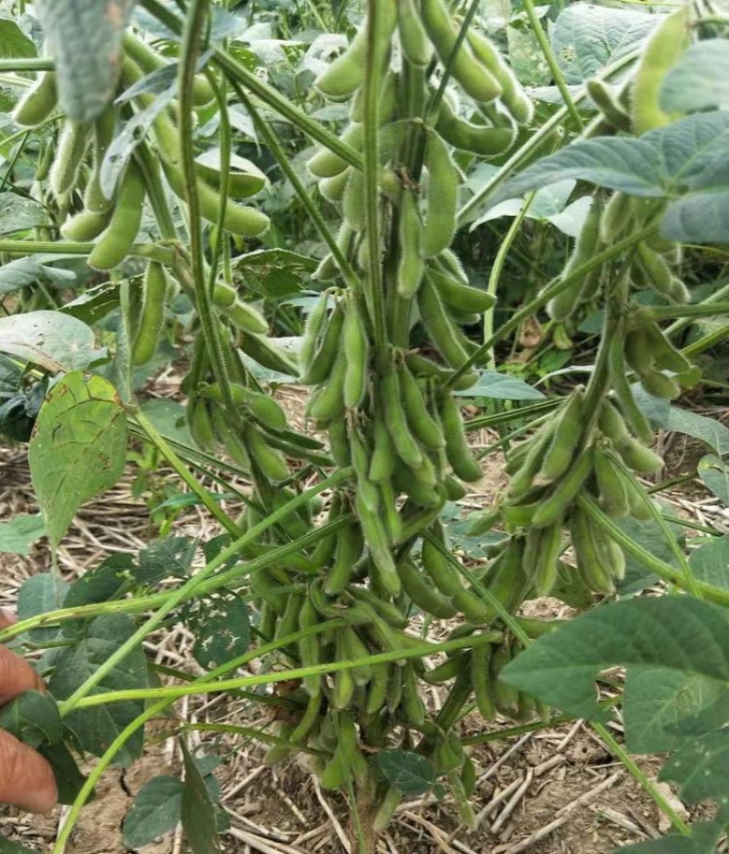 扶鲜3号毛豆种子高产抗病香甜柔糯大荚青豆毛豆种籽农家四季