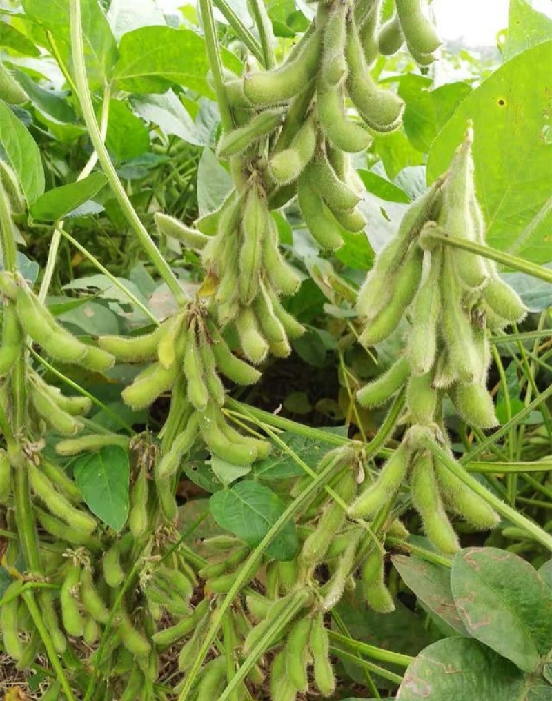 扶鲜3号毛豆种子高产抗病香甜柔糯大荚青豆毛豆种籽农家四季