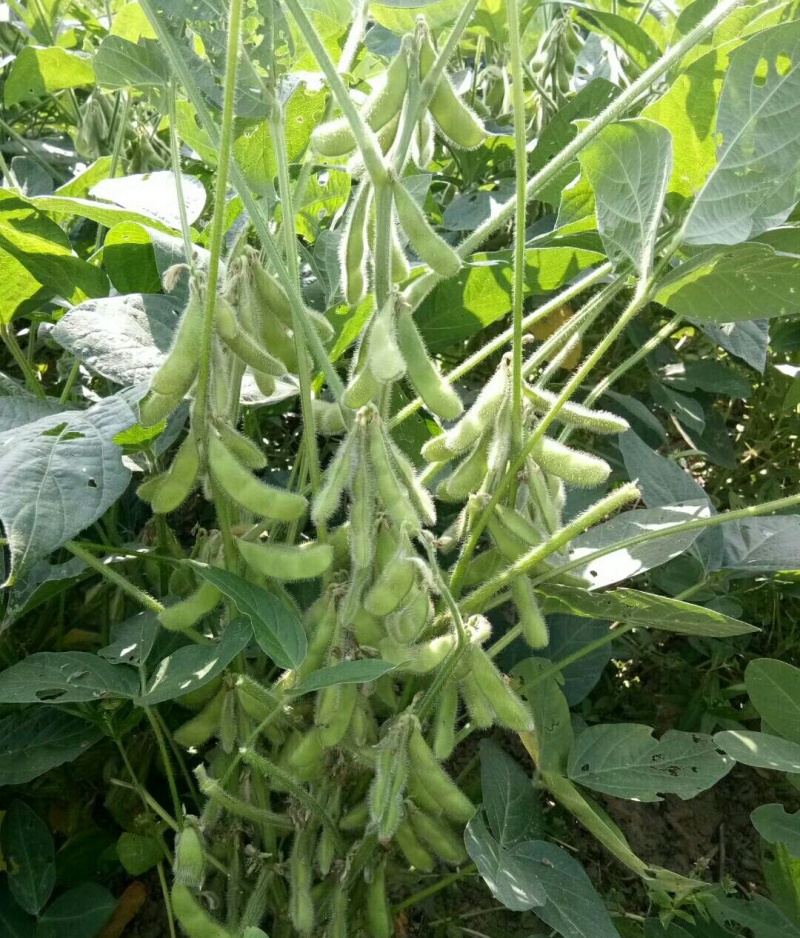 扶鲜3号毛豆种子高产抗病香甜柔糯大荚青豆毛豆种籽农家四季