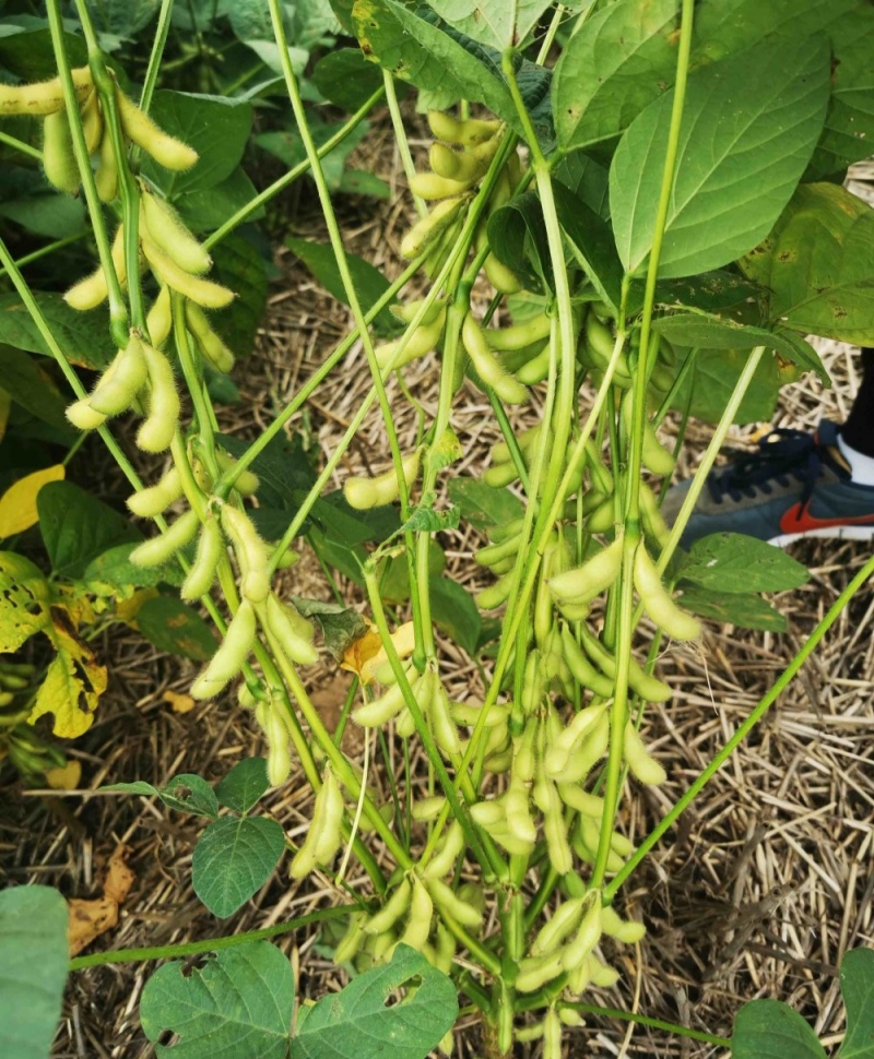 扶鲜3号毛豆种子高产抗病香甜柔糯大荚青豆毛豆种籽农家四季