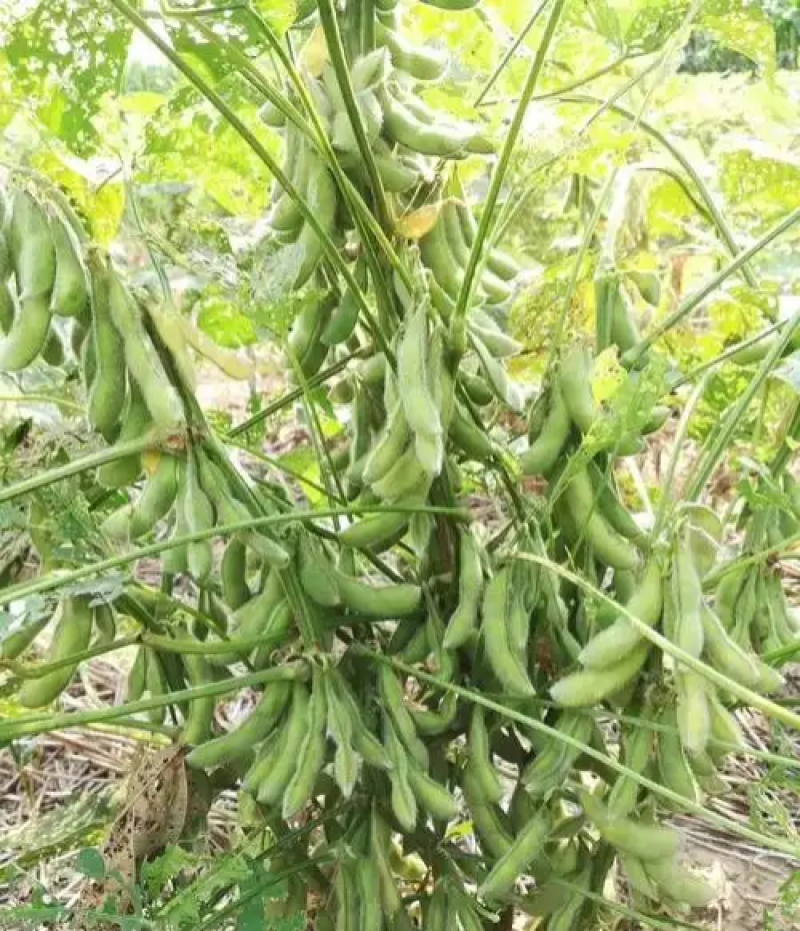 扶鲜3号毛豆种子高产抗病香甜柔糯大荚青豆毛豆种籽农家四季