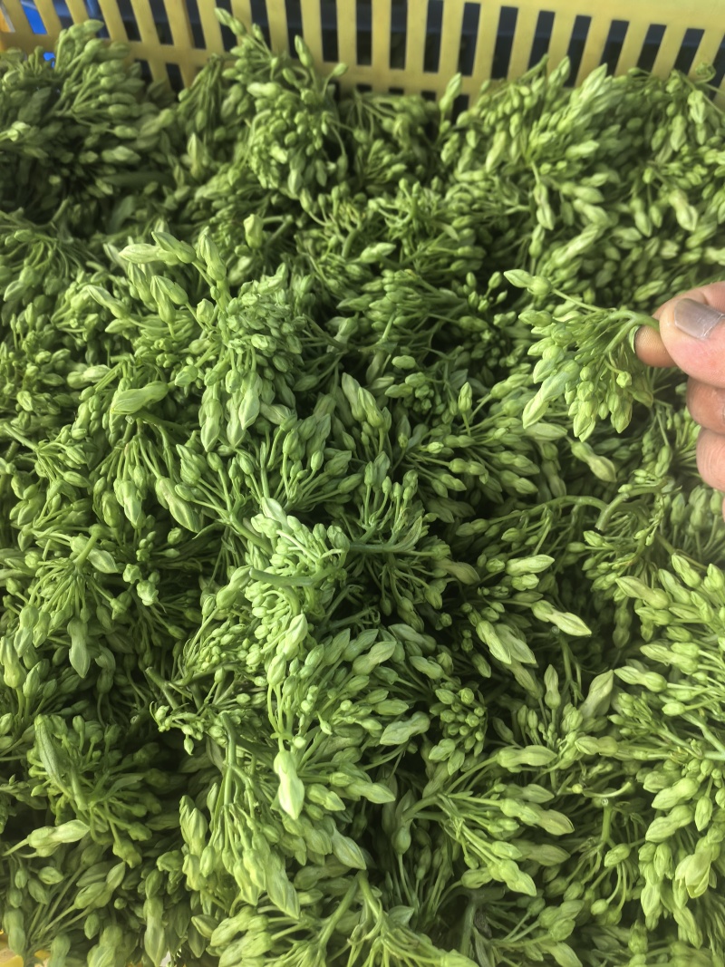 新鲜夜兰花