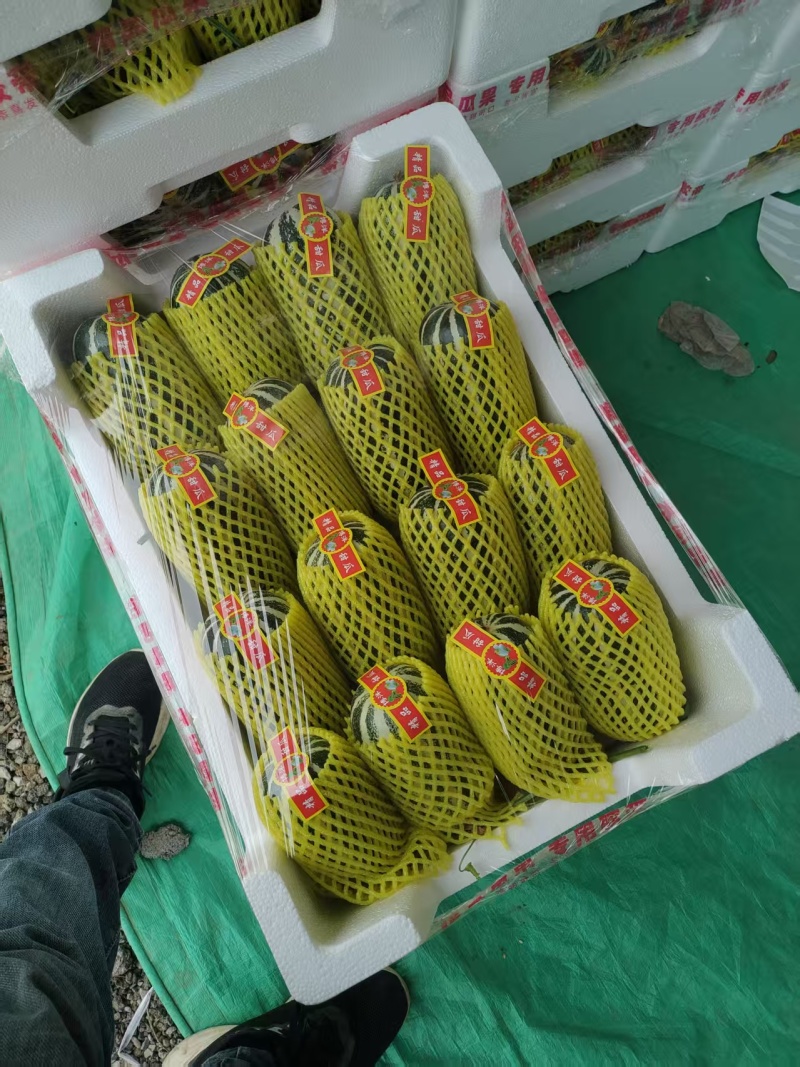 【推荐】莘县博洋甜瓜博洋9号甜瓜供应市场商超一手货源