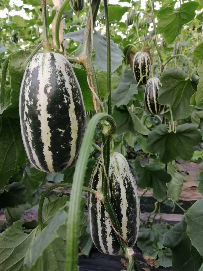 【推荐】莘县博洋甜瓜博洋9号甜瓜供应市场商超一手货源