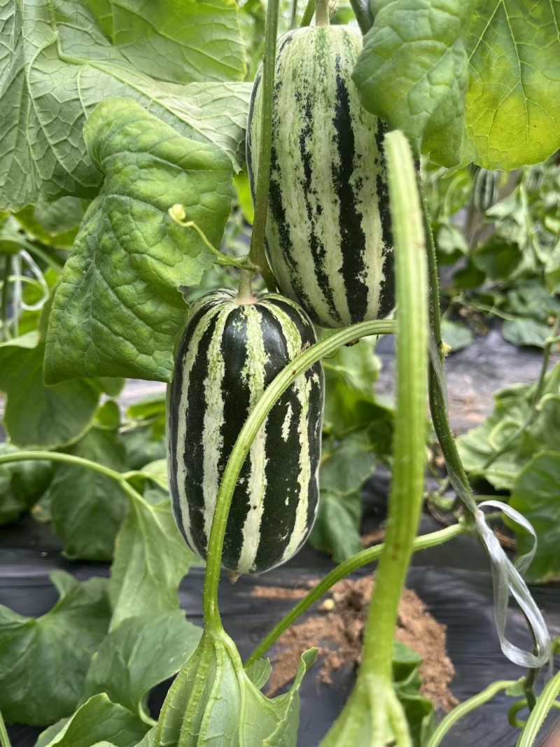 【推荐】莘县博洋甜瓜博洋9号甜瓜供应市场商超一手货源
