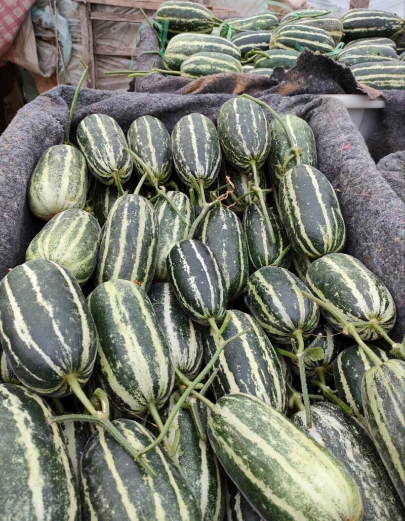 【推荐】莘县博洋甜瓜博洋9号甜瓜供应市场商超一手货源