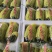【推荐】莘县博洋甜瓜博洋9号甜瓜供应市场商超一手货源