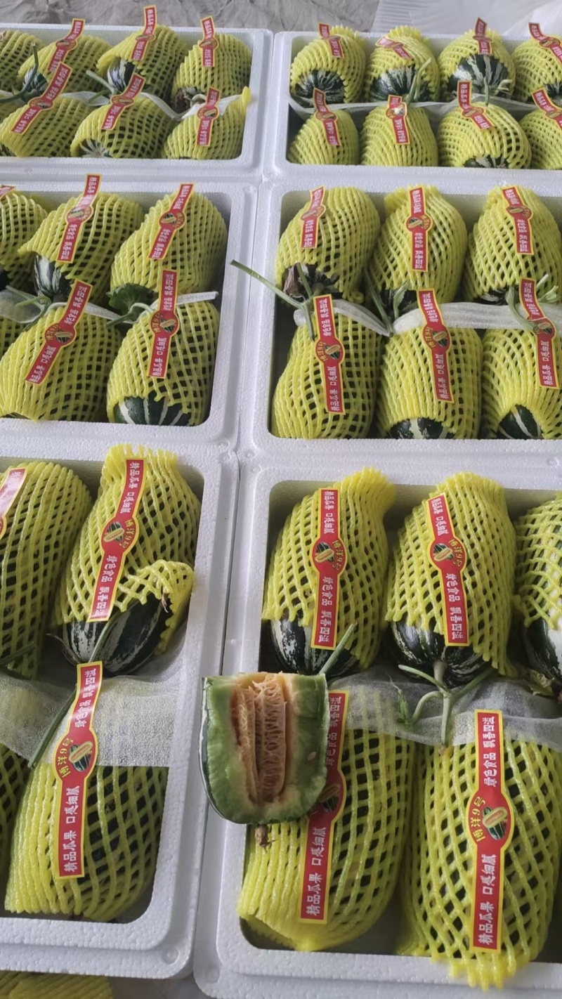 【推荐】莘县博洋甜瓜博洋9号甜瓜供应市场商超一手货源