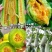 【推荐】羊角蜜甜瓜博洋61甜瓜,绿宝供应市场商超一手货源