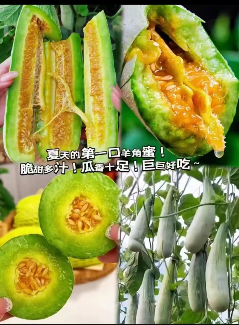 【推荐】羊角蜜甜瓜博洋61甜瓜，绿宝供应市场商超一手货源