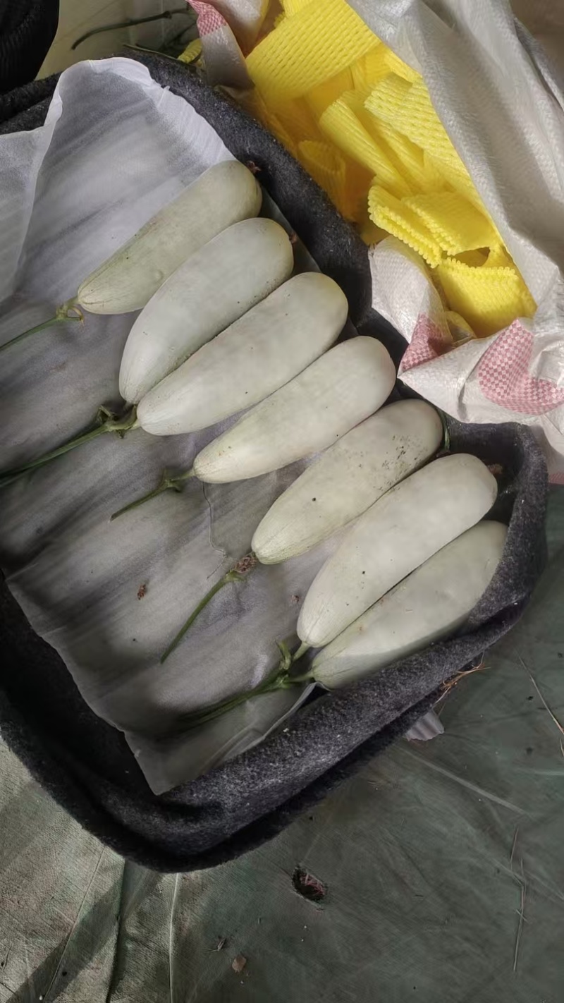 【推荐】羊角蜜甜瓜博洋61甜瓜，绿宝供应市场商超一手货源
