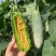 【推荐】羊角蜜甜瓜博洋61甜瓜,绿宝供应市场商超一手货源