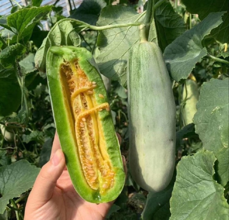 【推荐】羊角蜜甜瓜博洋61甜瓜，绿宝供应市场商超一手货源