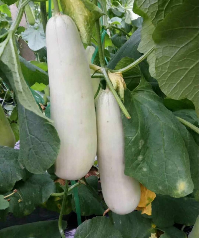 【推荐】羊角蜜甜瓜博洋61甜瓜，绿宝供应市场商超一手货源