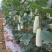 【推荐】羊角蜜甜瓜博洋61甜瓜,绿宝供应市场商超一手货源