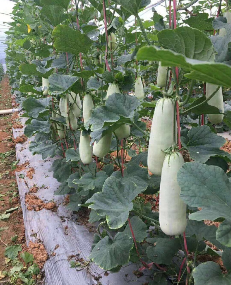 【推荐】羊角蜜甜瓜博洋61甜瓜，绿宝供应市场商超一手货源