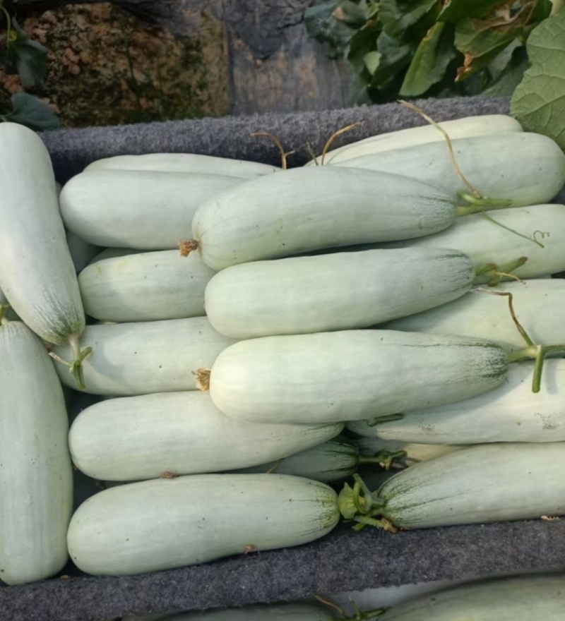 【推荐】羊角蜜甜瓜博洋61甜瓜，绿宝供应市场商超一手货源