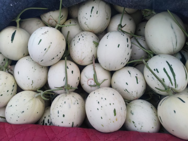 蜜露甜瓜梦露甜瓜特有品种保熟包甜有场地工人备货快现场挑满意