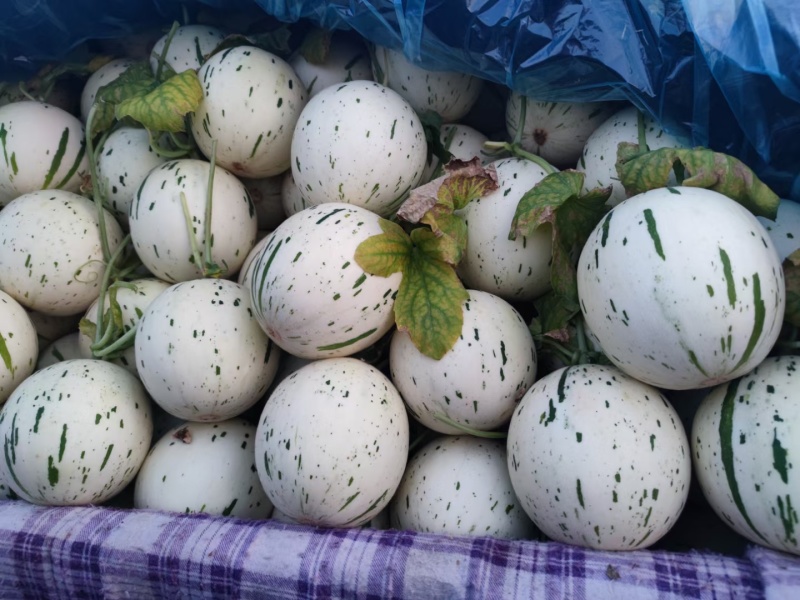 蜜露甜瓜梦露甜瓜特有品种保熟包甜有场地工人备货快现场挑满意