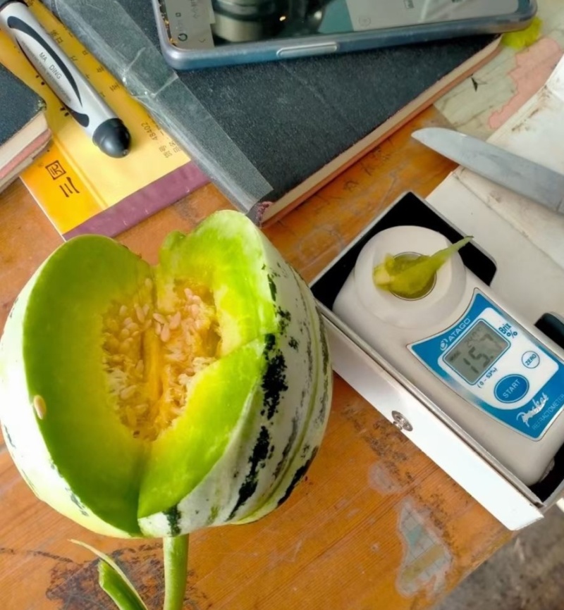【推荐】山东花蕾甜瓜供应市场商超一手货源保质保量量大价优