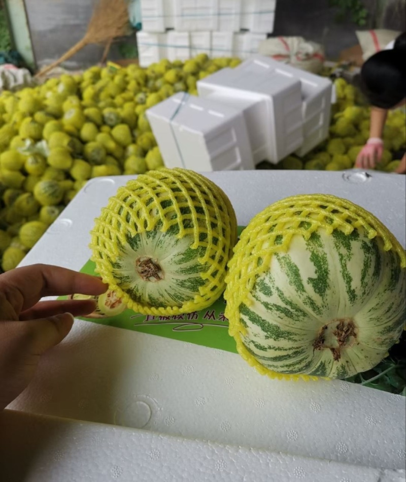 【推荐】山东花蕾甜瓜供应市场商超一手货源保质保量量大价优