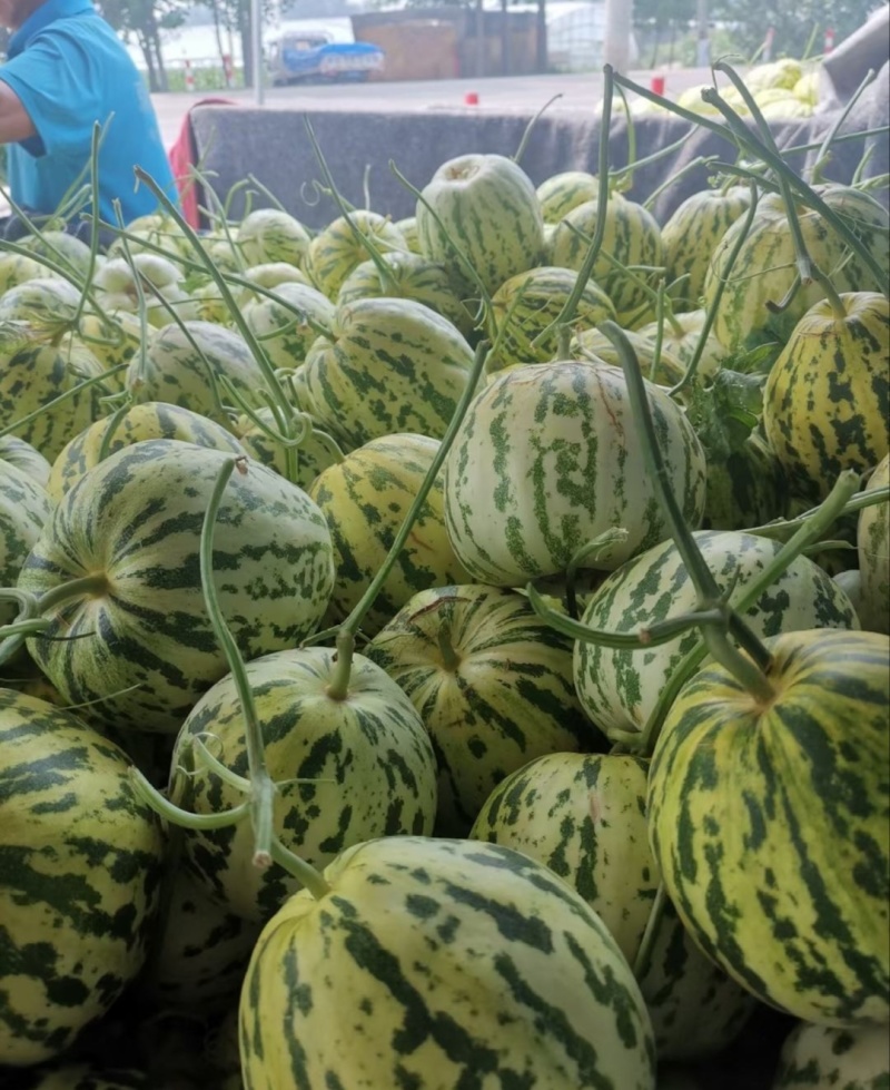 【推荐】山东花蕾甜瓜供应市场商超一手货源保质保量量大价优