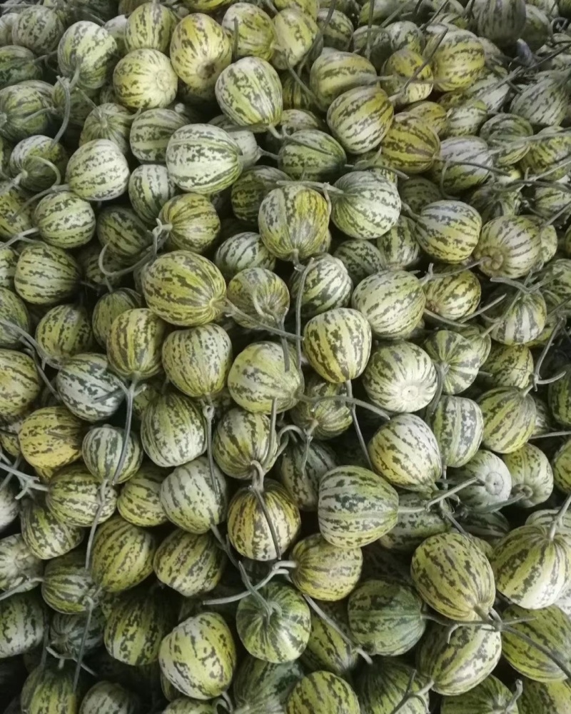 【推荐】山东花蕾甜瓜供应市场商超一手货源保质保量量大价优