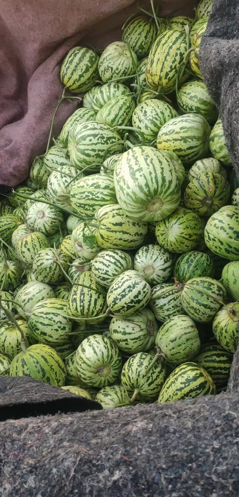 【推荐】山东花蕾甜瓜供应市场商超一手货源保质保量量大价优