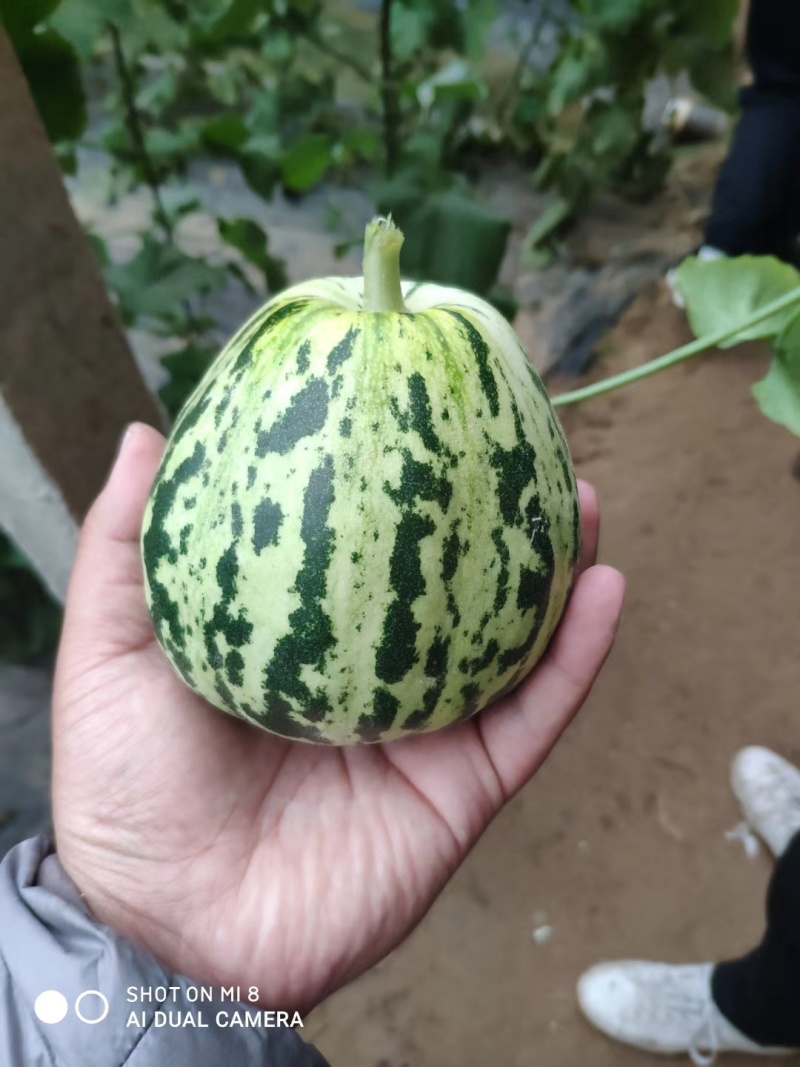 【推荐】山东花蕾甜瓜供应市场商超一手货源保质保量量大价优