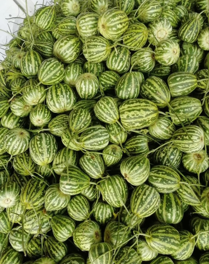 【推荐】山东花蕾甜瓜供应市场商超一手货源保质保量量大价优