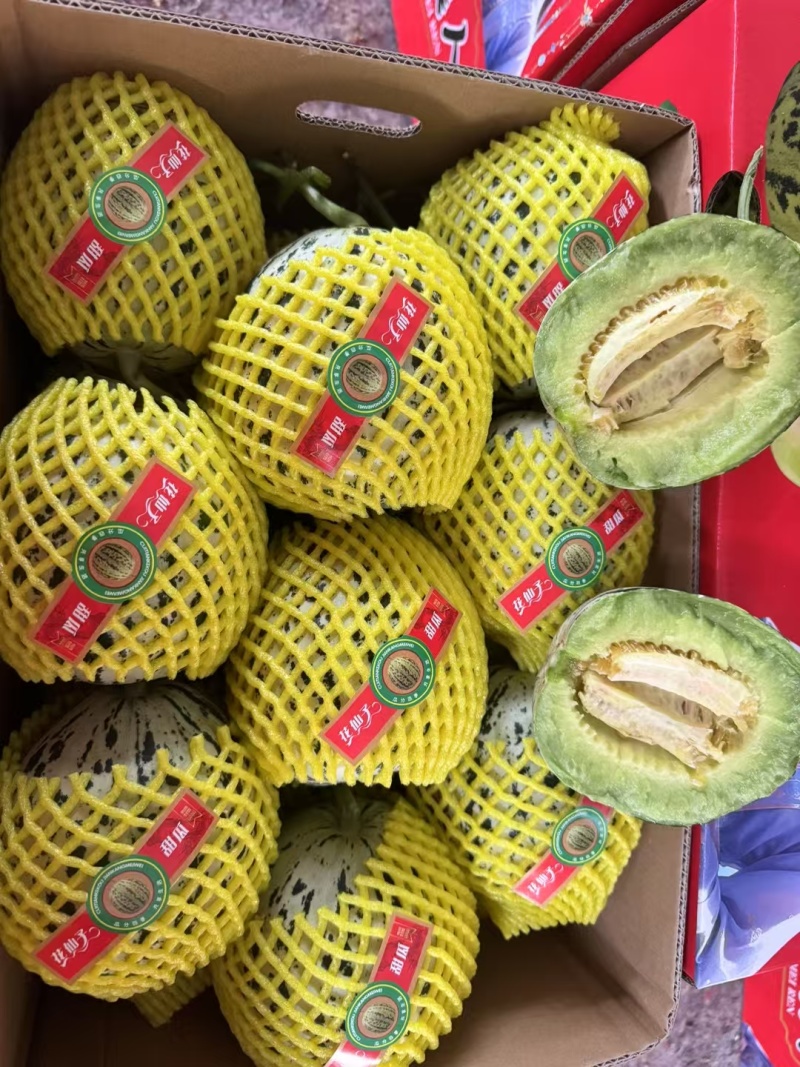 【推荐】山东花蕾甜瓜供应市场商超一手货源保质保量量大价优