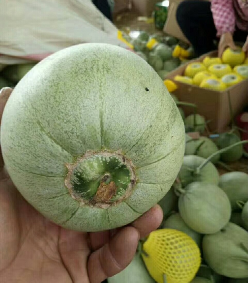 山东绿宝甜瓜供应市场商超一手货源保质保量量大价优