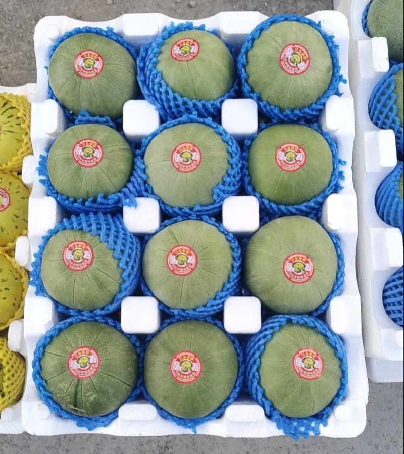 山东绿宝甜瓜供应市场商超一手货源保质保量量大价优