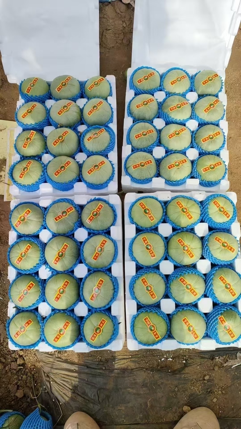 山东绿宝甜瓜供应市场商超一手货源保质保量量大价优