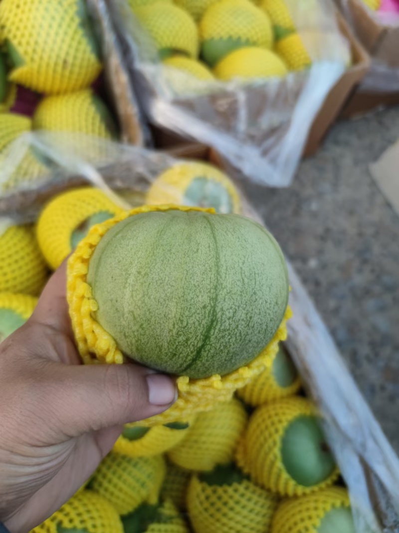 山东绿宝甜瓜供应市场商超一手货源保质保量量大价优