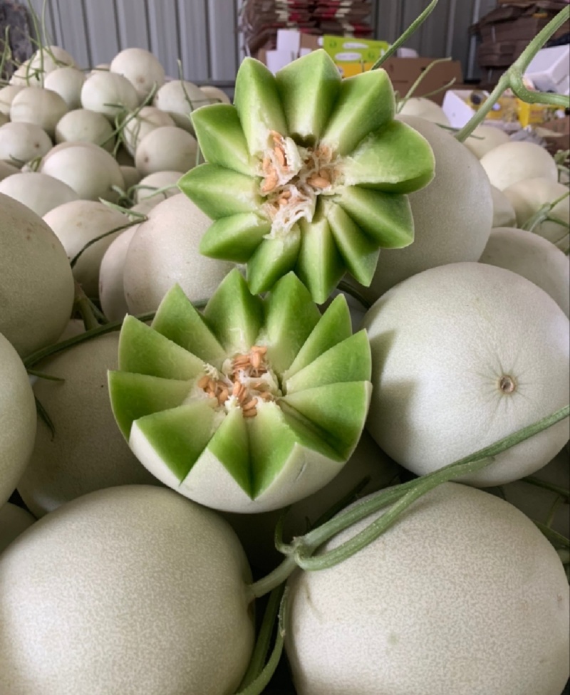 【推荐】山东玉菇甜瓜供应市场商超一手货源保质保量