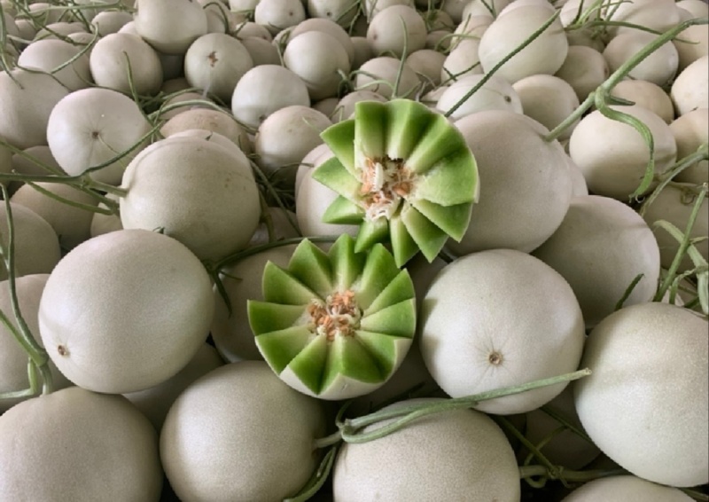 【推荐】山东玉菇甜瓜供应市场商超一手货源保质保量