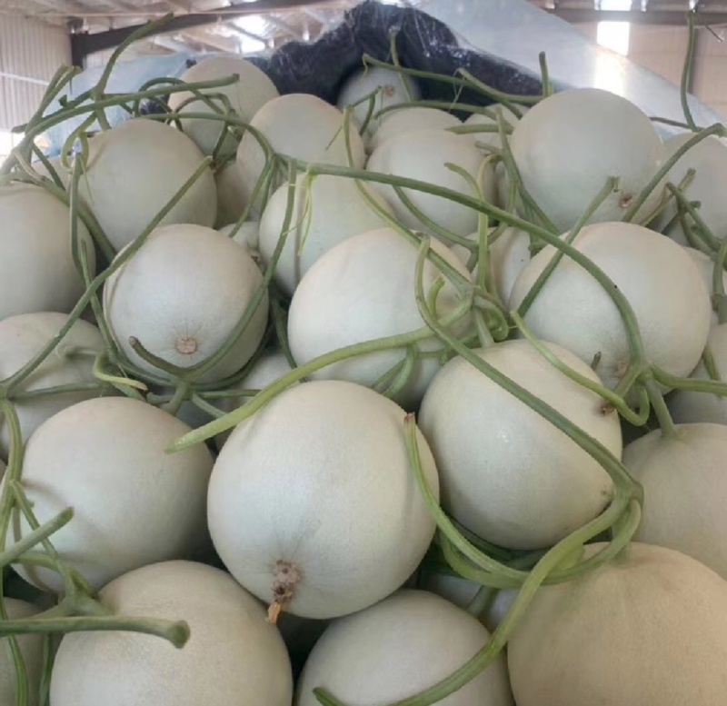 【推荐】山东玉菇甜瓜供应市场商超一手货源保质保量