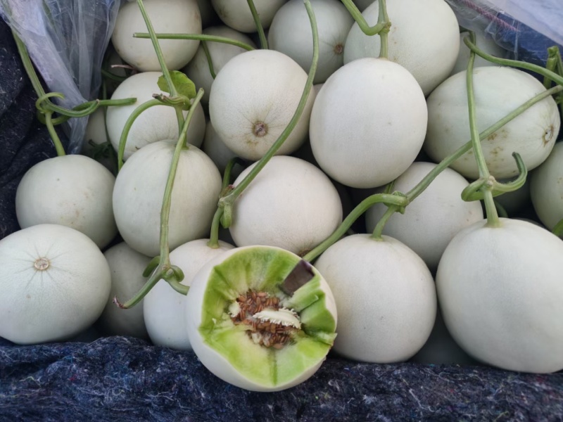 【推荐】山东玉菇甜瓜供应市场商超一手货源保质保量