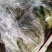 山东大西瓜甜王美都量大从优品质保证