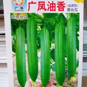 丝瓜种子广凤油香长条油亮香丝瓜品种早熟座瓜率高