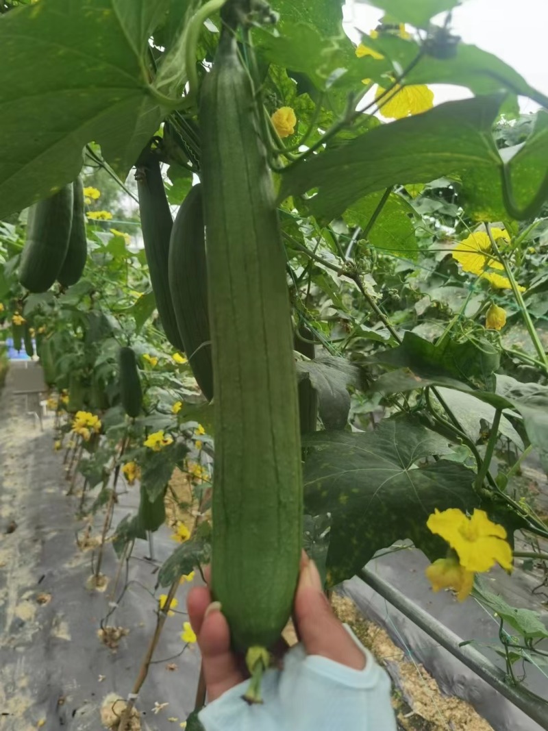 丝瓜种子广凤油香长条油亮香丝瓜品种早熟座瓜率高