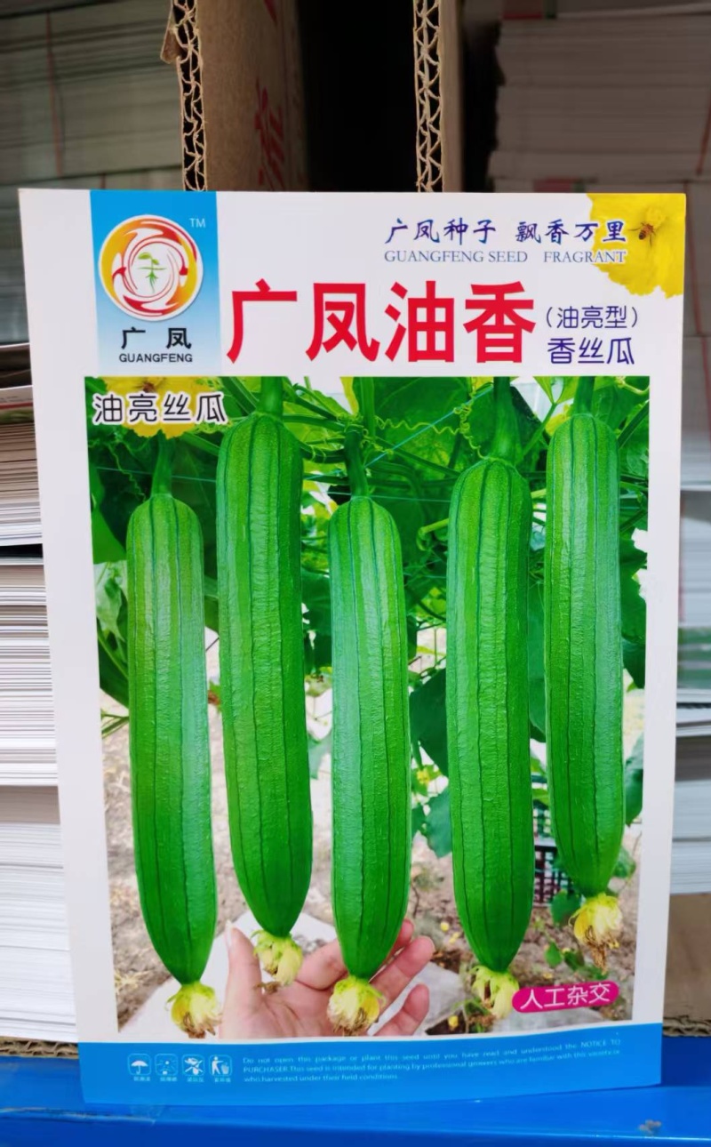 丝瓜种子广凤油香长条油亮香丝瓜品种早熟座瓜率高
