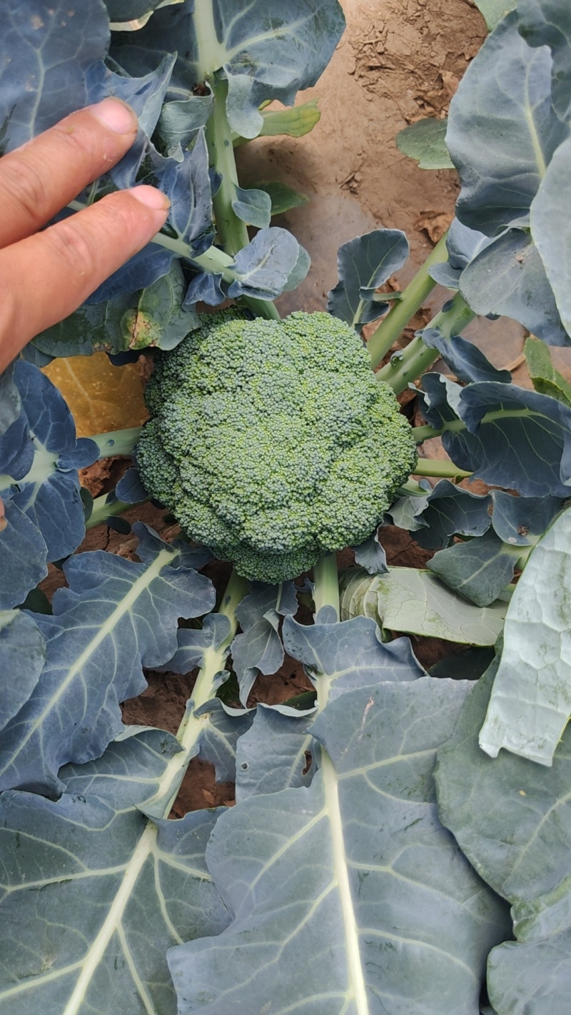 西兰花大量上市，货源充足，品相优良，欢迎采购