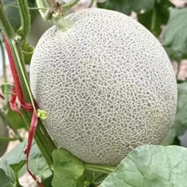 潍坊网纹哈密瓜大量上市大量现货代收代卖对接各大平台