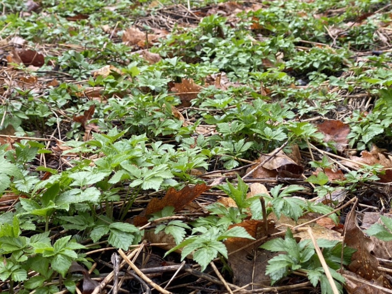纯野生大叶芹