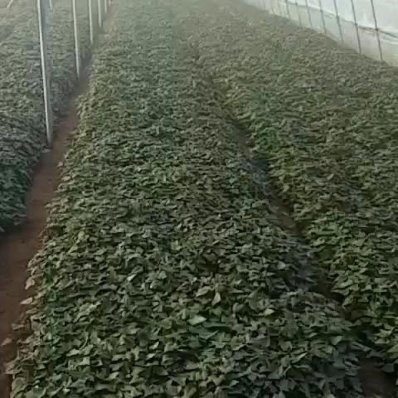 红薯苗育苗基地红薯苗批发红薯苗产地直销