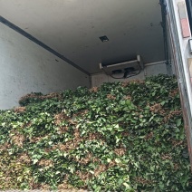 红薯苗育苗基地红薯苗批发红薯苗产地直销