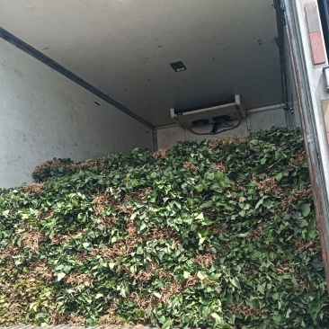 红薯苗育苗基地红薯苗批发红薯苗产地直销